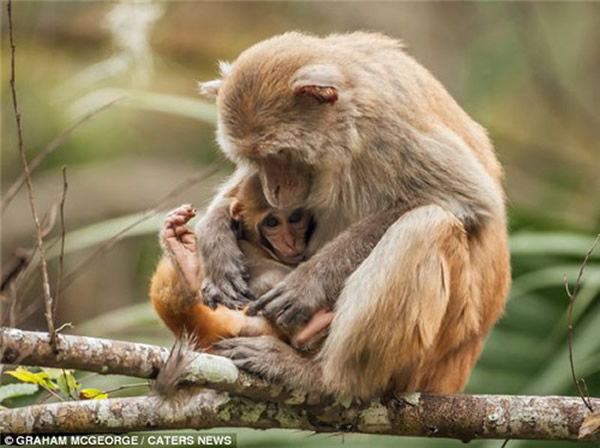 美国河流一群猴子高空滑翔跳水渡河躲鳄鱼