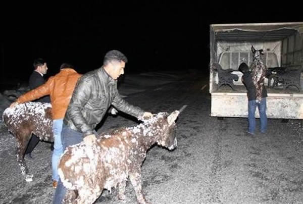 救援小组到现场时,5只驴子已经“结冻”难以走动。