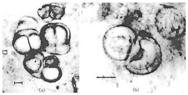 俄罗斯科学家称找到10亿年前有性生殖的证据