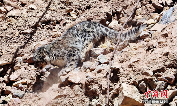 �ຣ������Ӱ�������ĵ�Ұ��ѩ��