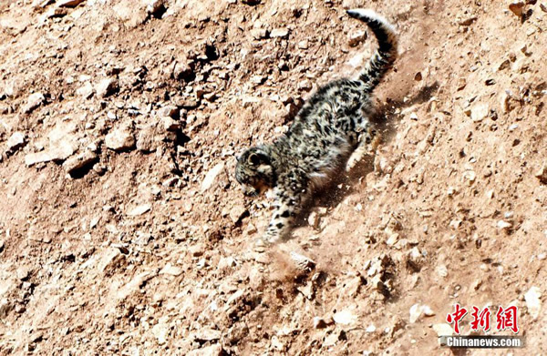 �ຣ������Ӱ�������ĵ�Ұ��ѩ��