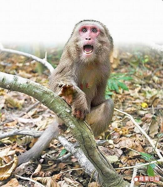 台湾猕猴是群居性动物,常闯入山区农舍吃蔬果。资料照片