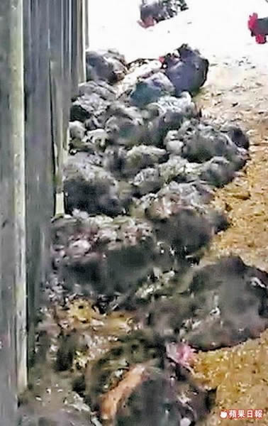 杀鸡群猕猴两天虐死50多只鸡只,让养鸡场主人欲哭无泪。