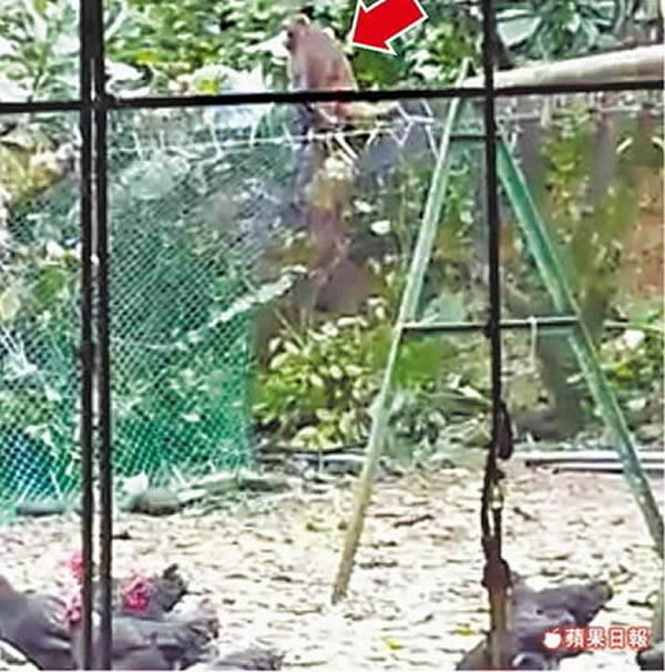 看好戏猕猴(箭头处)虐杀50多只鸡后,还嚣张地坐在围栏上看好戏。