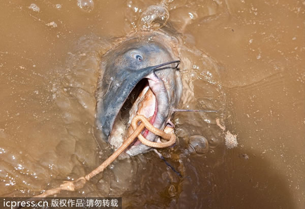 ��������ͽ��ץ����