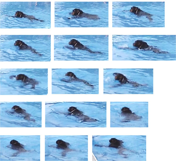 研究人员首次通过视频证实猩猩可以学习游泳和潜水