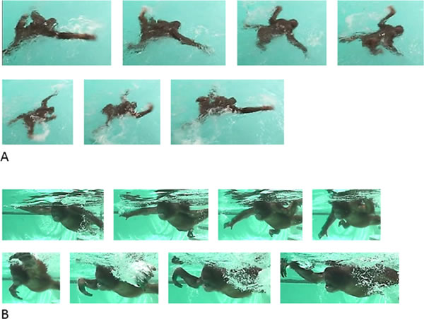 研究人员首次通过视频证实猩猩可以学习游泳和潜水