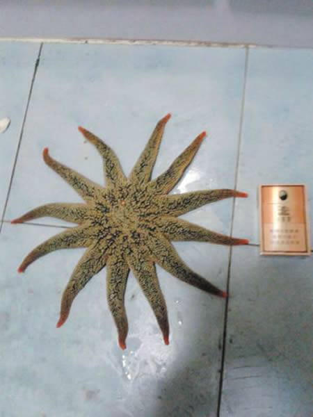 ���ѵ���һ��������12�Ǻ���