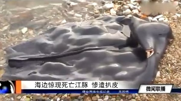 山东烟台海边发现「江豚」尸体,内脏被掏空剩一张皮
