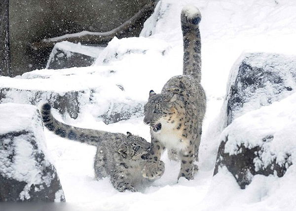 ����֥�Ӹ粼³�˷ƶ��¶���԰��Сѩ��ѩ����Ϸ