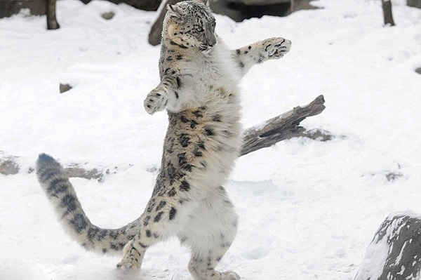 ����֥�Ӹ粼³�˷ƶ��¶���԰��Сѩ��ѩ����Ϸ