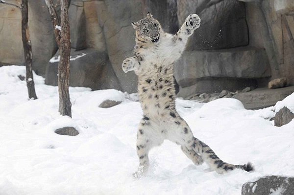 ����֥�Ӹ粼³�˷ƶ��¶���԰��Сѩ��ѩ����Ϸ