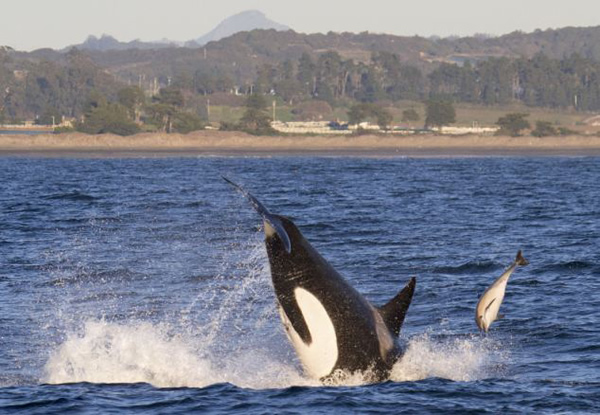 海豚被虎鲸抛出海面