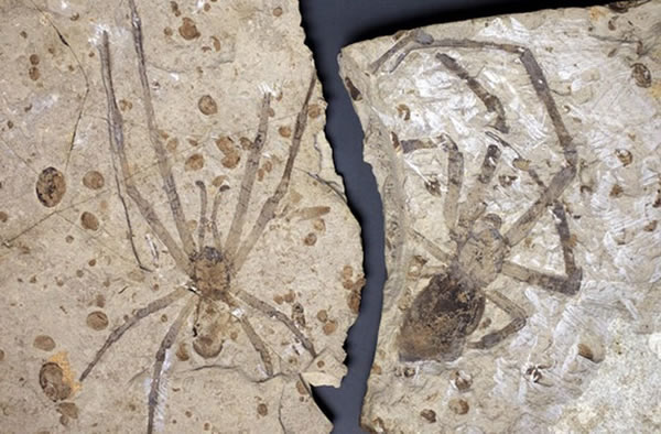 The largest known fossil spiders (left: male, right: female) belong to a newly d