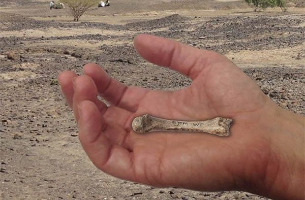 Researchers have discovered a 1.42-million-year-old hand fossil that possesses t