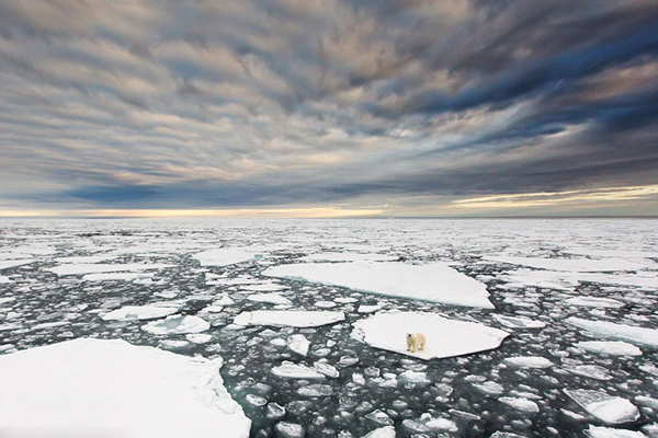 挪威一只北极熊独自出行在浮冰上觅食海豹