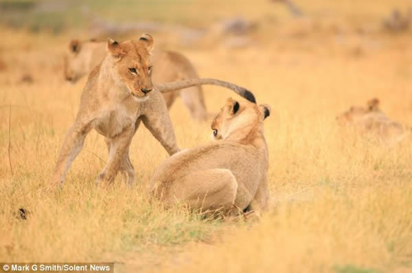 南非博茨瓦纳莫瑞米野生动物保护区母狮微笑拥抱同伴