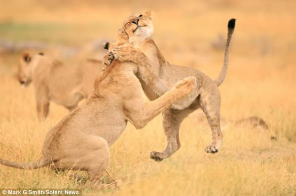 南非博茨瓦纳莫瑞米野生动物保护区母狮微笑拥抱同伴