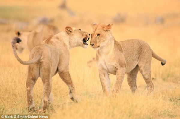 南非博茨瓦纳莫瑞米野生动物保护区母狮微笑拥抱同伴