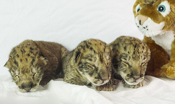 ��������԰������������̥ʨʨ��