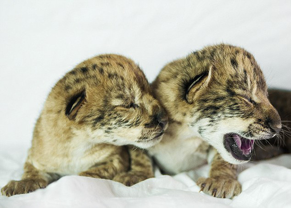 ��������԰������������̥ʨʨ��