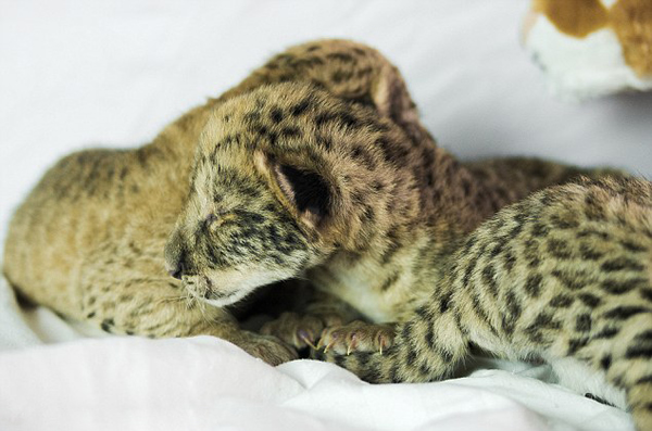 ��������԰������������̥ʨʨ��