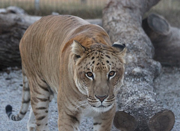 ����ʨ���ޡ�������(Akara)��