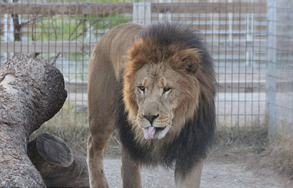 ����ʨ�ӡ�����(Simba)��