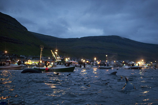 丹麦法罗兰群岛举行一年一度的屠杀领航鲸传统活动