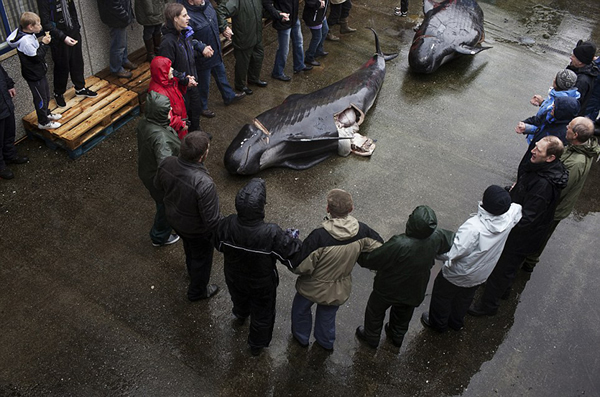 男女老少们围着死去的鲸唱歌跳舞庆祝。