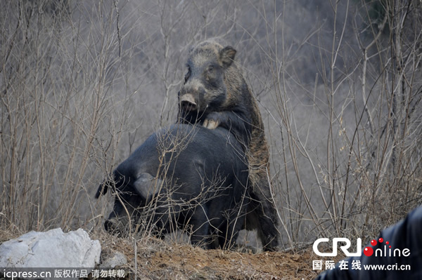 ����ʡ��������ʦ�����Ұ��ǿ�����������