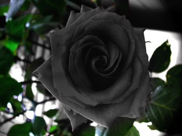 土耳其小镇开出罕见黑玫瑰