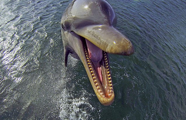 野生生物纪录片潜水机器人潜入海底拍摄海洋生物的秘密生活