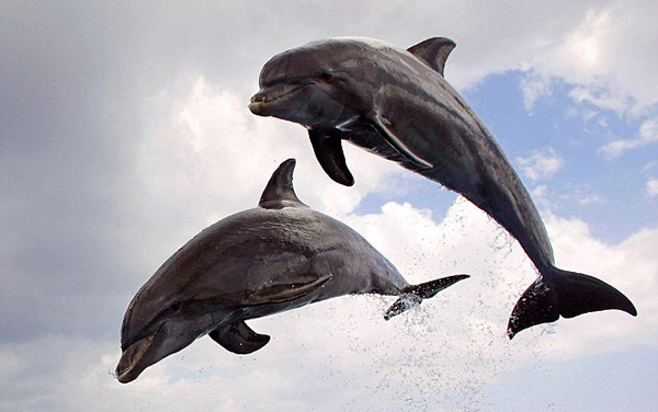 野生生物纪录片潜水机器人潜入海底拍摄海洋生