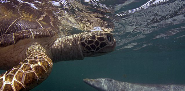 野生生物纪录片潜水机器人潜入海底拍摄海洋生物的秘密生活