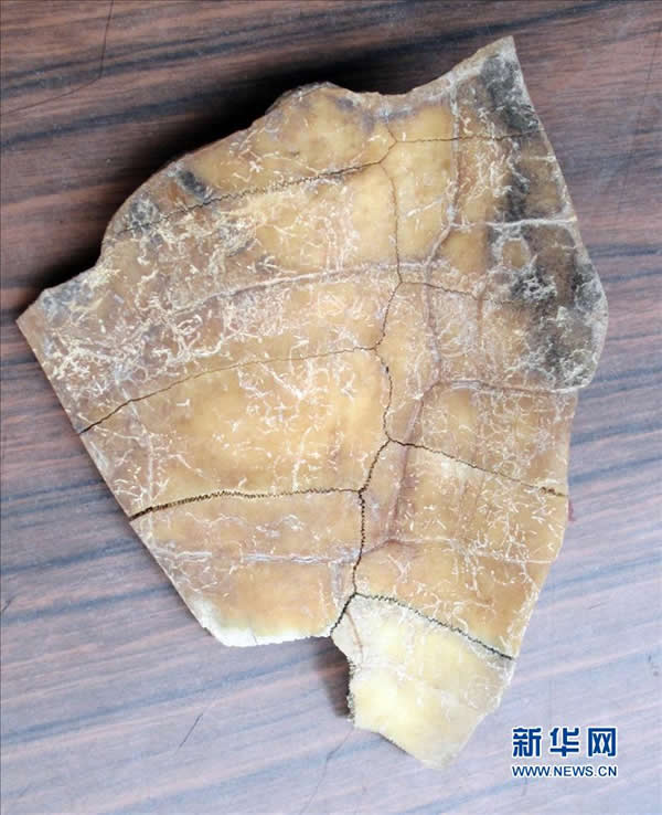 这是经拼缀的陕西周原遗址最新出土的卜甲