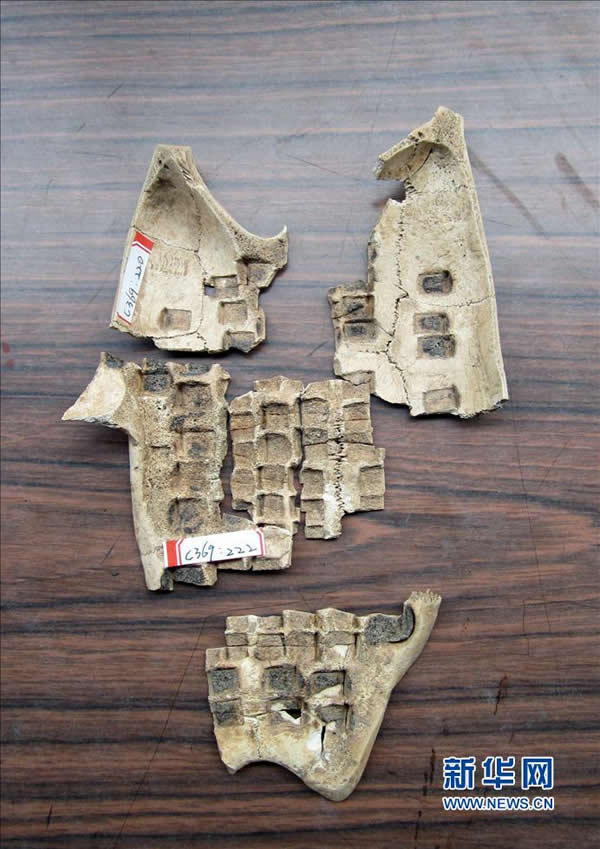 这是陕西周原遗址最新出土的卜甲