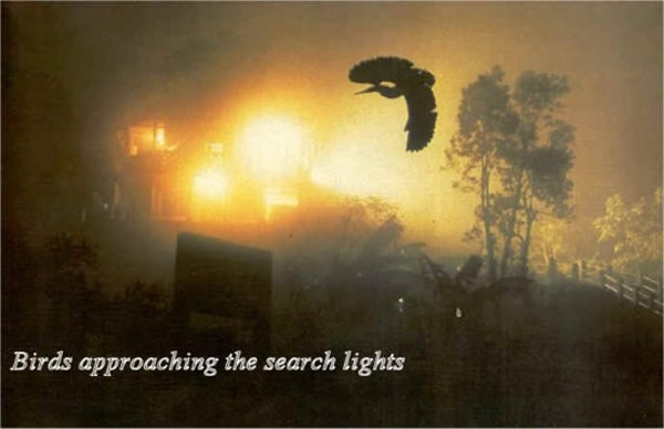 印度阿萨姆邦杰廷嘉每年9月到11月期间都有鸟类集体自杀