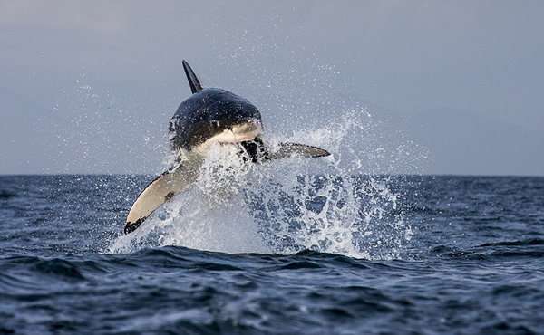 �Ϸǿ��նظ����ĺ����������Ծ��ˮ����ʳ����