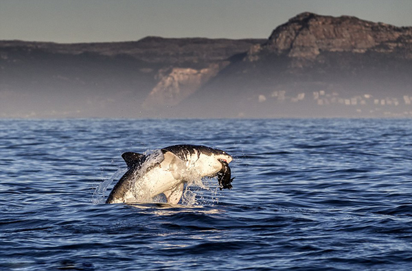 �Ϸǿ��նظ����ĺ����������Ծ��ˮ����ʳ����