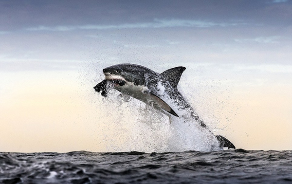 �Ϸǿ��նظ����ĺ����������Ծ��ˮ����ʳ����