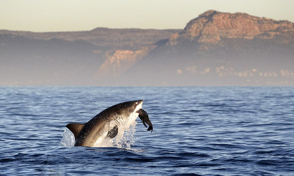 �Ϸǿ��նظ����ĺ����������Ծ��ˮ����ʳ����