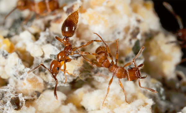 Megalomyrmex symmetochus���󣩻��������Һ���Է���Gnamptogenys hartmani���ң���