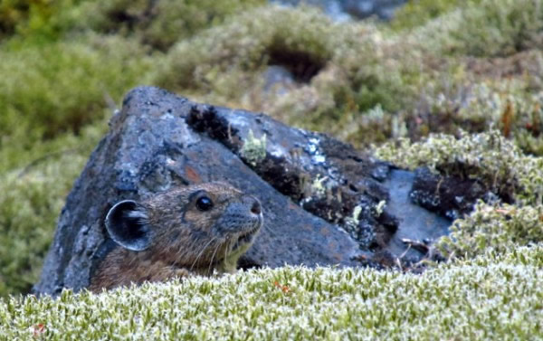 �͵����õ�ʳ����̦޺