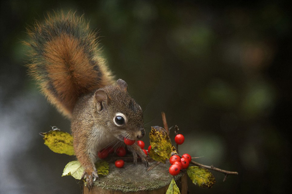 加拿大博伊文湖自然保护中心两只松鼠为争夺浆果大打出手