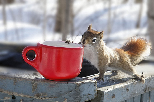 加拿大博伊文湖自然保护中心两只松鼠为争夺浆果大打出手