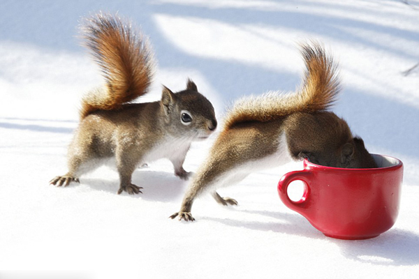 加拿大博伊文湖自然保护中心两只松鼠为争夺浆果大打出手