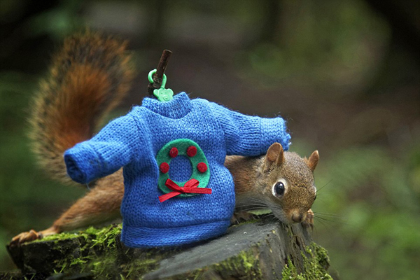 加拿大博伊文湖自然保护中心两只松鼠为争夺浆果大打出手