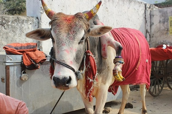 印度五条腿的“奇迹神牛”拉朱