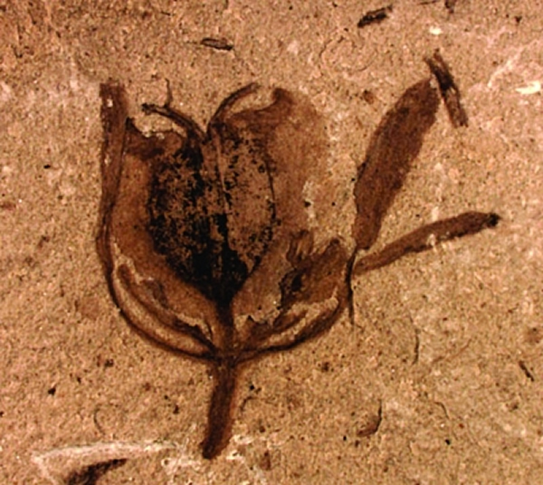 迄今发现的最早的典型花:迪拉丽花